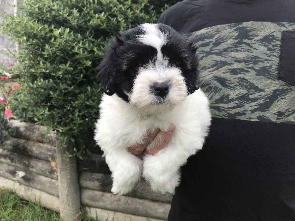 Lowchen Puppies Cheraton Kennels New Zealand