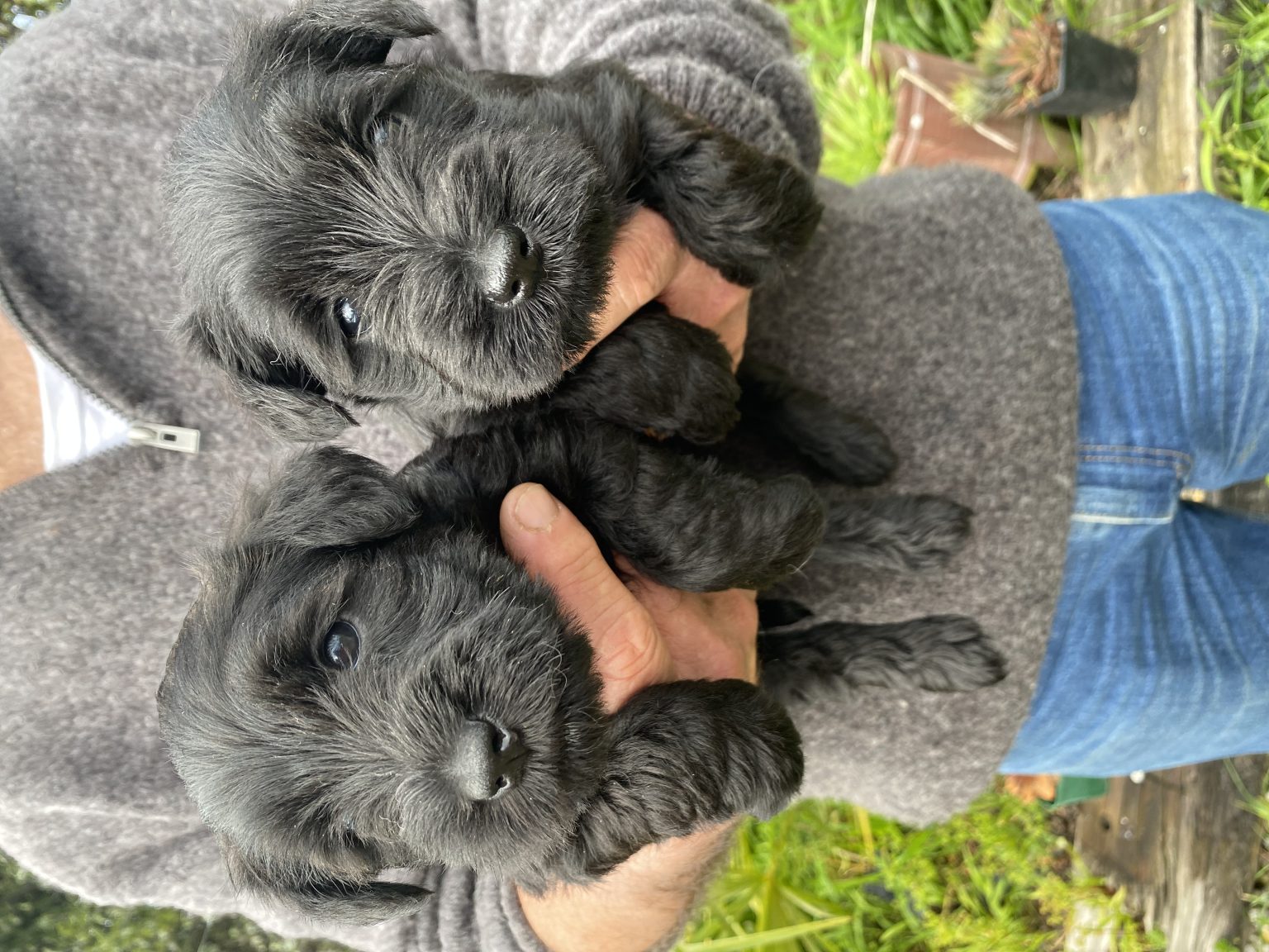 Miniature Schnauzer Puppies Cheraton Kennels New Zealand