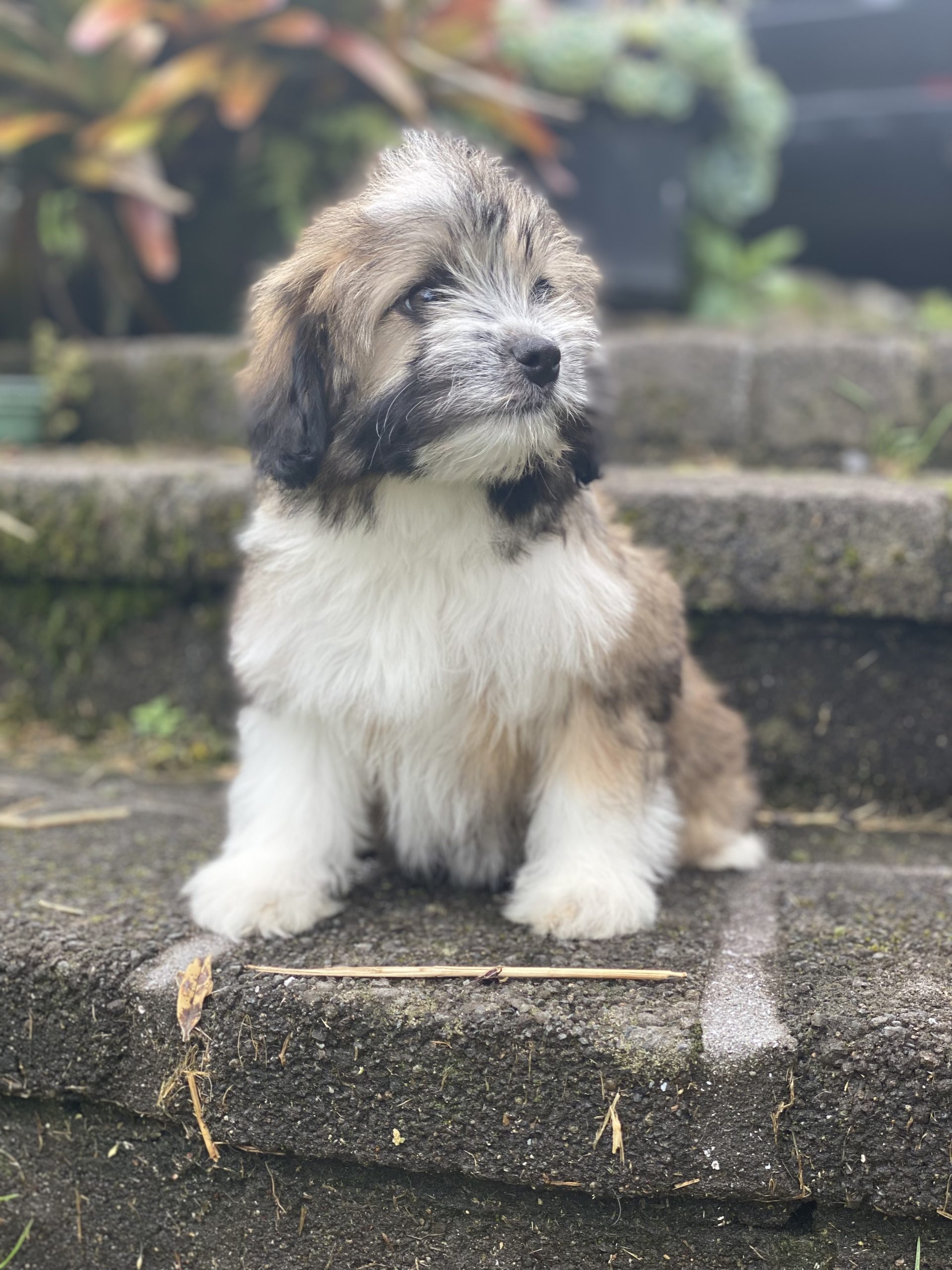 Lowchen Puppies Cheraton Kennels New Zealand